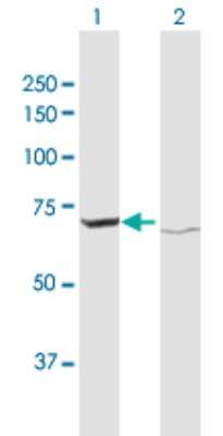 Western Blot: ATAD3A Antibody [H00055210-D01P]