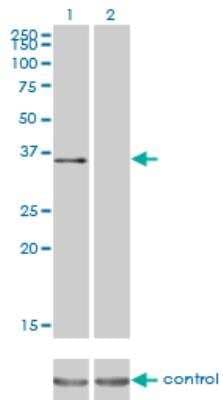 Western Blot: ATF1 Antibody (3E7) [H00000466-M03]