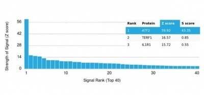 Protein Array: ATF2 Antibody (PCRP-ATF2-1B4) - Azide and BSA Free [NBP3-14001]