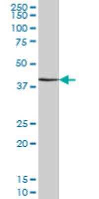 Western Blot: ATF4 Antibody (2B3) [H00000468-M01]