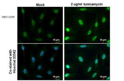 Immunocytochemistry/ Immunofluorescence: ATF4 Antibody [NBP2-15499]