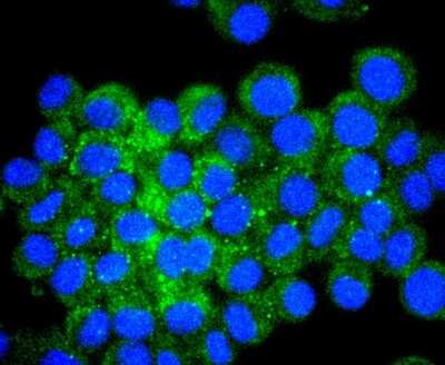 Immunocytochemistry/ Immunofluorescence: ATF4 Antibody (SD20-92) [NBP2-67766]