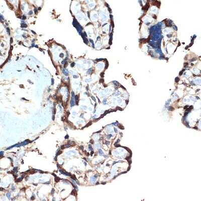 Immunohistochemistry-Paraffin: ATF5 Antibody (9Z3M0) [NBP3-16221]