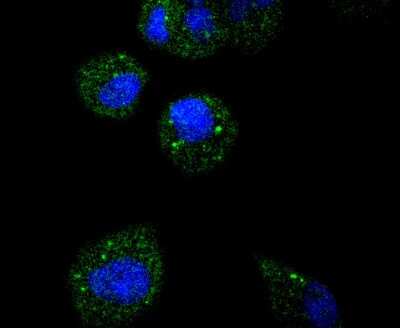 Immunocytochemistry/ Immunofluorescence: ATF5 Antibody (SD2099) [NBP2-67767]