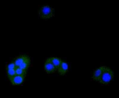 Immunocytochemistry/ Immunofluorescence: ATF5 Antibody (SD2099) [NBP2-67767]