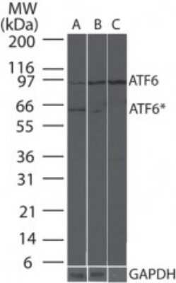 Western Blot: ATF6 Antibody (70B1413.1)Azide and BSA Free [NBP2-80583]