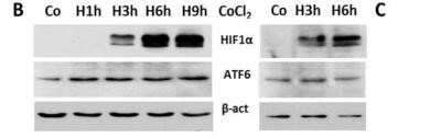 Western Blot: ATF6 Antibody (70B1413.1)Azide and BSA Free [NBP2-80583]
