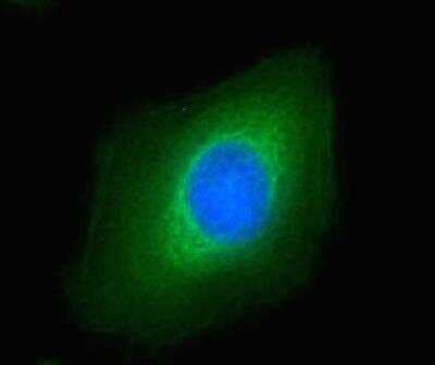 Immunocytochemistry/ Immunofluorescence: ATF6 Antibody (70B1413.1) - BSA Free [NBP1-40256]