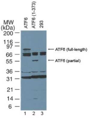Western Blot: ATF6 Antibody (70B1413.1)BSA Free [NBP1-40256]