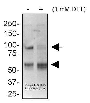 Western Blot: ATF6 AntibodyBSA Free [NBP1-75478]