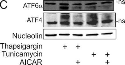 Western Blot: ATF6 AntibodyBSA Free [NBP1-75478]