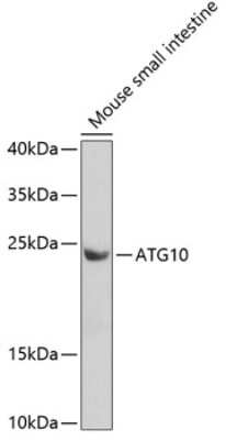 Western Blot: ATG10 AntibodyAzide and BSA Free [NBP2-92493]