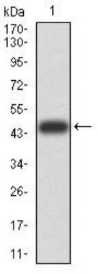 Western Blot: ATG13 Antibody (3E4C8)BSA Free [NBP2-52419]