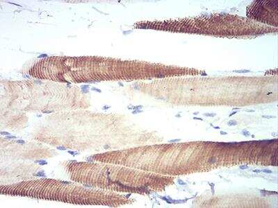Immunohistochemistry-Paraffin: ATG13 Antibody (6B2E12) - BSA Free [NBP2-52418]