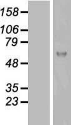 Western Blot: ATG13 Overexpression Lysate [NBL1-12253]