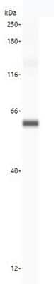 Simple Western: ATG16L1 Antibody [NBP3-14543]