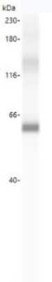 Simple Western: ATG16L1 Antibody [NBP3-14544]
