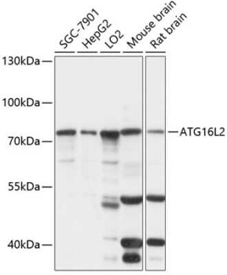 Western Blot: ATG16L2 AntibodyAzide and BSA Free [NBP2-92198]