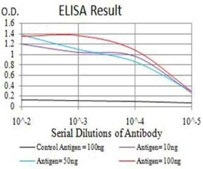 ELISA: ATG2A Antibody (4E6D4) - BSA Free [NBP2-61690]