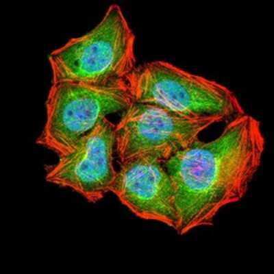 Immunocytochemistry/ Immunofluorescence: ATG2A Antibody (4E6D4) - BSA Free [NBP2-61690]