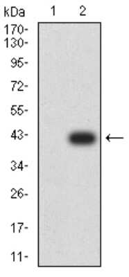 Western Blot: ATG2A Antibody (4E6D4)BSA Free [NBP2-61690]