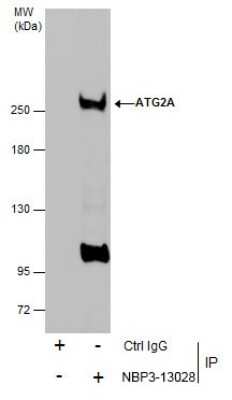 Immunoprecipitation: ATG2A Antibody [NBP3-13028]