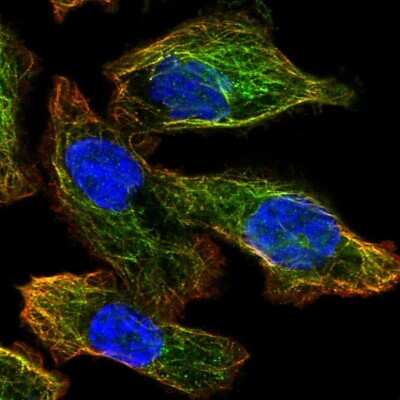 Immunocytochemistry/ Immunofluorescence: ATG4A Antibody [NBP2-56465]