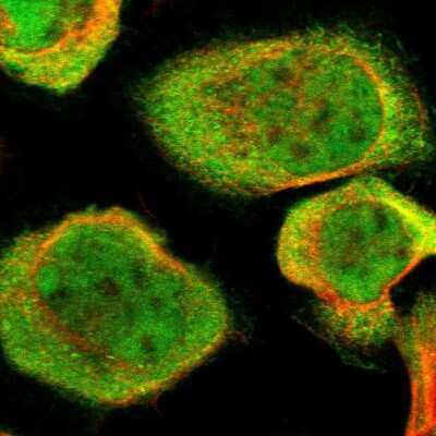 Immunocytochemistry/ Immunofluorescence: ATG4C Antibody [NBP1-89043]