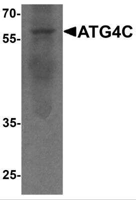 Western Blot: ATG4C AntibodyBSA Free [NBP2-81954]