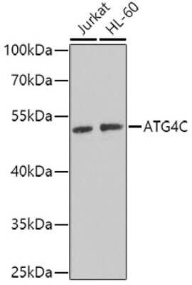 Western Blot: ATG4C AntibodyBSA Free [NBP2-92494]