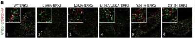 Immunocytochemistry/ Immunofluorescence: ATG5 Antibody - BSA Free [NB110-53818]