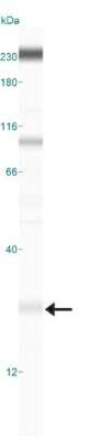 Simple Western: ATG5 AntibodyBSA Free [NB110-53818]