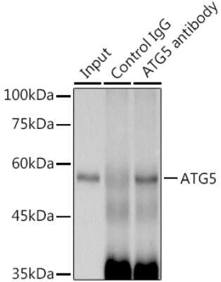 Immunoprecipitation: ATG5 Antibody (8L7X6) [NBP3-15854]