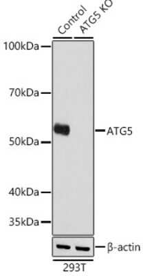 Knockout Validated: ATG5 Antibody (8L7X6) [NBP3-15854]
