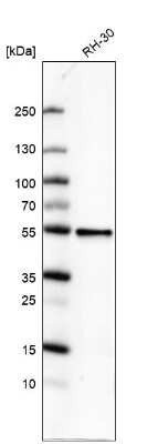 Western Blot: ATG5 Antibody (CL9508) [NBP2-88936]