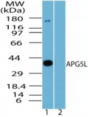 Western Blot: ATG5 AntibodyBSA Free [NBP2-24389]