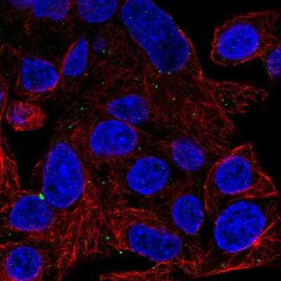 Immunocytochemistry/ Immunofluorescence: ATG9A Antibody [NBP2-32477]