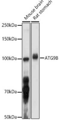 Western Blot: ATG9B AntibodyAzide and BSA Free [NBP2-92806]