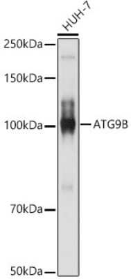 Western Blot: ATG9B AntibodyAzide and BSA Free [NBP2-92806]