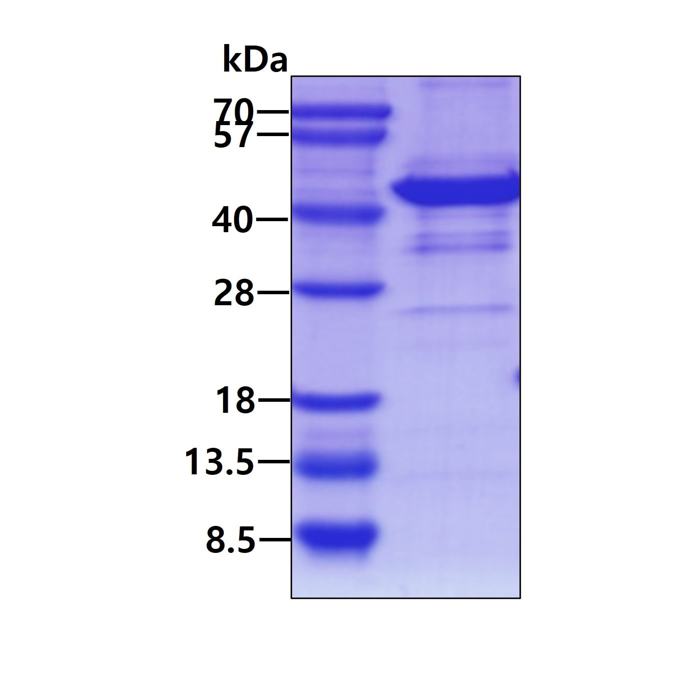 SDS-PAGE: Recombinant Human Endophilin A1/SH3GL2 His Protein [NBP1-99020]