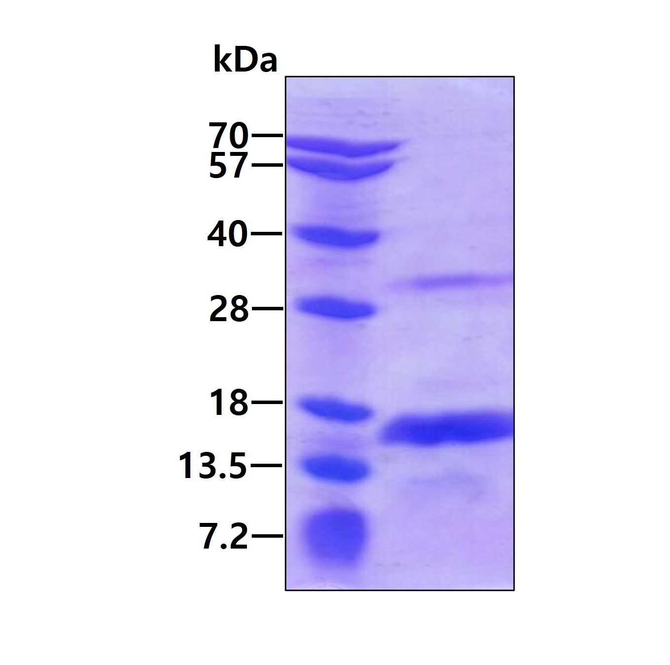 SDS-PAGE: Recombinant Human CRIPT His Protein [NBP1-98982]