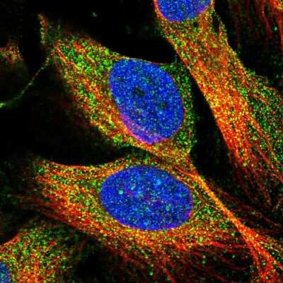 Immunocytochemistry/ Immunofluorescence: ATHL1 Antibody [NBP1-93941]