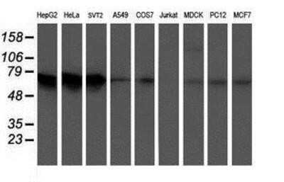Western Blot: ATIC Antibody (OTI1D2)Azide and BSA Free [NBP2-70220]