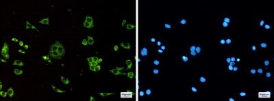 Immunocytochemistry/ Immunofluorescence: ATP synthase C mature Antibody (S02-0D4) [NBP3-20012]