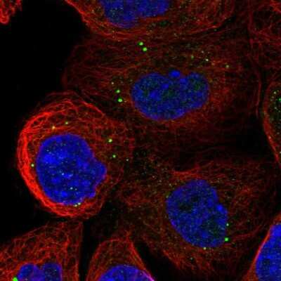 Immunocytochemistry/ Immunofluorescence: ATP11A Antibody [NBP1-88904]