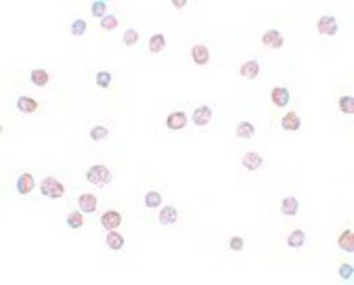 Immunocytochemistry/ Immunofluorescence: ATP11B Antibody - BSA Free [NBP1-77190]