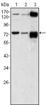Western Blot: ATP2C1 Antibody (4G12)BSA Free [NBP1-47467]