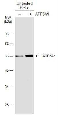 Western Blot: ATP5A Antibody [NBP2-15512]