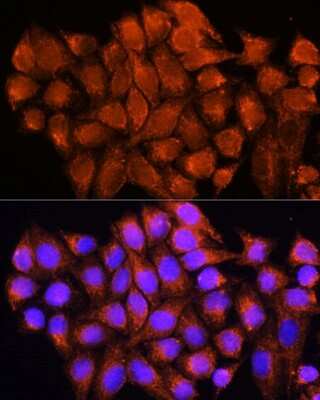 Immunocytochemistry/ Immunofluorescence: ATP5D Antibody - BSA Free [NBP2-92592]