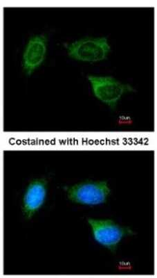 Immunocytochemistry/ Immunofluorescence: ATP5F1 Antibody [NBP1-33465]